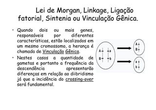 Lei de Morgan, Linkage, Ligação
  fatorial, Sintenia ou Vinculação Gênica.
• Quando dois ou mais genes,
  responsáveis      por      diferentes
  características, estão localizados em
  um mesmo cromossomo, a herança é
  chamada de Vinculação Gênica.
• Nestes casos a quantidade de
  gametas e portanto a frequência da
  descendência             apresentarão
  diferenças em relação ao diibridismo
  já que a incidência do crossing-over
  será fundamental.
 