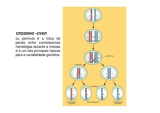 CROSSING –OVER
ou permuta é a troca de
partes entre cromossomos
homólogos durante a meiose
e é um dos principais fatores
para a variabilidade genética.
 