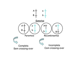 A        a

                    B        b

                        Gametas

      A         a                A         a

      B         b
                                 b         B
          Parentais              Recombinantes



   Completa                          Incompleta
Sem crossing-over                 Com crossing-over
 