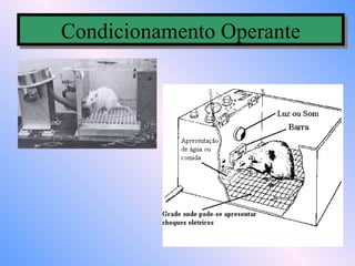 Condicionamento Operante
Condicionamento Operante
 
