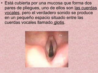 • Está cubierta por una mucosa que forma dos
  pares de pliegues, uno de ellos son las cuerdas
  vocales, pero el verdadero sonido se produce
  en un pequeño espacio situado entre las
  cuerdas vocales llamado glotis.
 