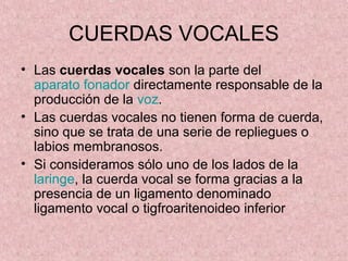 CUERDAS VOCALES
• Las cuerdas vocales son la parte del
  aparato fonador directamente responsable de la
  producción de la voz.
• Las cuerdas vocales no tienen forma de cuerda,
  sino que se trata de una serie de repliegues o
  labios membranosos.
• Si consideramos sólo uno de los lados de la
  laringe, la cuerda vocal se forma gracias a la
  presencia de un ligamento denominado
  ligamento vocal o tigfroaritenoideo inferior
 