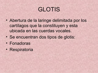 GLOTIS
• Abertura de la laringe delimitada por los
  cartílagos que la constituyen y esta
  ubicada en las cuerdas vocales.
• Se encuentran dos tipos de glotis:
• Fonadoras
• Respiratoria
 
