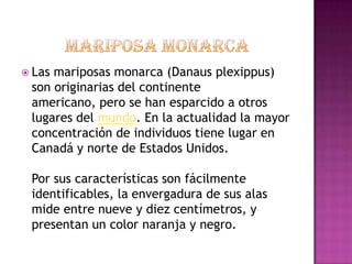  Lasmariposas monarca (Danaus plexippus)
 son originarias del continente
 americano, pero se han esparcido a otros
 lugares del mundo. En la actualidad la mayor
 concentración de individuos tiene lugar en
 Canadá y norte de Estados Unidos.

 Por sus características son fácilmente
 identificables, la envergadura de sus alas
 mide entre nueve y diez centímetros, y
 presentan un color naranja y negro.
 