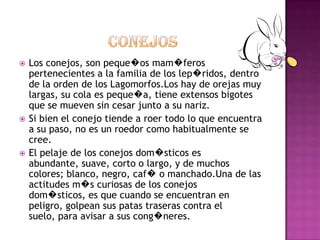    Los conejos, son peque�os mam�feros
    pertenecientes a la familia de los lep�ridos, dentro
    de la orden de los Lagomorfos.Los hay de orejas muy
    largas, su cola es peque�a, tiene extensos bigotes
    que se mueven sin cesar junto a su nariz.
   Si bien el conejo tiende a roer todo lo que encuentra
    a su paso, no es un roedor como habitualmente se
    cree.
   El pelaje de los conejos dom�sticos es
    abundante, suave, corto o largo, y de muchos
    colores; blanco, negro, caf� o manchado.Una de las
    actitudes m�s curiosas de los conejos
    dom�sticos, es que cuando se encuentran en
    peligro, golpean sus patas traseras contra el
    suelo, para avisar a sus cong�neres.
 