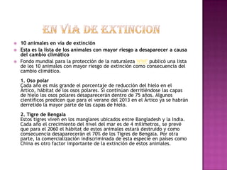    10 animales en vía de extinción
   Esta es la lista de los animales con mayor riesgo a desaparecer a causa
    del cambio climático
   Fondo mundial para la protección de la naturaleza WWF publicó una lista
    de los 10 animales con mayor riesgo de extinción como consecuencia del
    cambio climático.
    1. Oso polar
    Cada año es más grande el porcentaje de reducción del hielo en el
    Ártico, hábitat de los osos polares. Si continúan derritiéndose las capas
    de hielo los osos polares desaparecerán dentro de 75 años. Algunos
    científicos predicen que para el verano del 2013 en el Ártico ya se habrán
    derretido la mayor parte de las capas de hielo.
    2. Tigre de Bengala
    Estos tigres viven en los manglares ubicados entre Bangladesh y la India.
    Cada año el crecimiento del nivel del mar es de 4 milímetros, se prevé
    que para el 2060 el hábitat de estos animales estará destruído y como
    consecuencia desaparecerán el 70% de los Tigres de Bengala. Por otra
    parte, la comercialización indiscriminada de esta especie en países como
    China es otro factor importante de la extinción de estos animales.
 