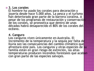    3. Los corales
    El hombre ha usado los corales para decoración y
    joyería desde hace 5.000 años. La pesca y el turismo
    han deteriorado gran parte de la barrera coralina. A
    pesar de los programas de restauración y conservación
    de los corales, se pronostica que dentro de unas
    décadas habrá desaparecido el 80% de los corales del
    océano.
    4. Canguro
    Los canguros viven únicamente en Australia. El
    incremento de la temperatura y la sequía por falta de
    lluvia son las consecuencias del cambio climático que
    afrontará este país. Los canguros y otras especies de su
    familia están en gran riesgo de extinción, las altas
    temperaturas producen incendios forestales que acaban
    con gran parte de las especies salvajes.
 