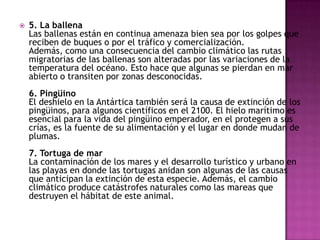    5. La ballena
    Las ballenas están en continua amenaza bien sea por los golpes que
    reciben de buques o por el tráfico y comercialización.
    Además, como una consecuencia del cambio climático las rutas
    migratorias de las ballenas son alteradas por las variaciones de la
    temperatura del océano. Esto hace que algunas se pierdan en mar
    abierto o transiten por zonas desconocidas.
    6. Pingüino
    El deshielo en la Antártica también será la causa de extinción de los
    pingüinos, para algunos científicos en el 2100. El hielo marítimo es
    esencial para la vida del pingüino emperador, en el protegen a sus
    crías, es la fuente de su alimentación y el lugar en donde mudan de
    plumas.
    7. Tortuga de mar
    La contaminación de los mares y el desarrollo turístico y urbano en
    las playas en donde las tortugas anidan son algunas de las causas
    que anticipan la extinción de esta especie. Además, el cambio
    climático produce catástrofes naturales como las mareas que
    destruyen el hábitat de este animal.
 