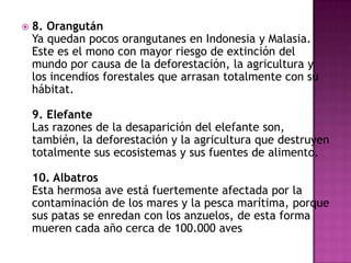    8. Orangután
    Ya quedan pocos orangutanes en Indonesia y Malasia.
    Este es el mono con mayor riesgo de extinción del
    mundo por causa de la deforestación, la agricultura y
    los incendios forestales que arrasan totalmente con su
    hábitat.

    9. Elefante
    Las razones de la desaparición del elefante son,
    también, la deforestación y la agricultura que destruyen
    totalmente sus ecosistemas y sus fuentes de alimento.

    10. Albatros
    Esta hermosa ave está fuertemente afectada por la
    contaminación de los mares y la pesca marítima, porque
    sus patas se enredan con los anzuelos, de esta forma
    mueren cada año cerca de 100.000 aves
 