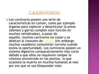    Los carnívoros poseen una serie de
    características en común, como por ejemplo
    órganos para capturar y desarticular la presa
    (dientes y garras cumplen esta función en
    muchos vertebrados). A pesar de
    aquello, muchos carnívoros no cazan y se
    dedican al consumo decarroña (sin embargo
    muchos cazadores consumirán carroña cuando
    exista la oportunidad). Los carnívoros poseen un
    sistema digestivo comparativamente más corto
    debido a que ellos no requieren romper la
    celulosa encontrada en las plantas. lo que
    ocasiona la muerte en muchos humanos al mes
    por eso que se usa bloqueador solar
 