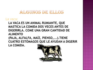 La vaca:
 LA VACA ES UN ANIMAL RUMIANTE, QUE
 MASTICA LA COMIDA DOS VECES ANTES DE
 DIGERIRLA. COME UNA GRAN CANTIDAD DE
 ALIMENTO
 (PAJA, ALFALFA, MAÍZ, PIENSO,...).TIENE
 CUATRO ESTÓMAGOS QUE LE AYUDAN A DIGERIR
 LA COMIDA.
 