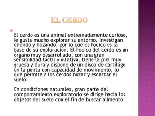 
    El cerdo es una animal extremadamente curioso,
    le gusta mucho explorar su entorno. Investigan
    oliendo y hozando, por lo que el hocico es la
    base de su exploración. El hocico del cerdo es un
    órgano muy desarrollado, con una gran
    sensibilidad táctil y olfativa, tiene la piel muy
    gruesa y dura y dispone de un disco de cartílago
    en la punta con capacidad de movimiento, lo
    que permite a los cerdos hozar y escarbar el
    suelo.
    En condiciones naturales, gran parte del
    comportamiento exploratorio se dirige hacia los
    objetos del suelo con el fin de buscar alimento.
 