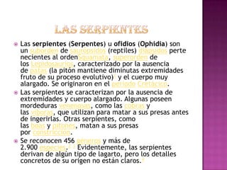    Las serpientes (Serpentes) u ofidios (Ophidia) son
    un suborden de saurópsidos (reptiles) diápsidos perte
    necientes al ordenSquamata, superorden de
    los Lepidosaurios, caracterizado por la ausencia
    de patas (la pitón mantiene diminutas extremidades
    fruto de su proceso evolutivo)1 y el cuerpo muy
    alargado. Se originaron en el período Cretácico.
   Las serpientes se caracterizan por la ausencia de
    extremidades y cuerpo alargado. Algunas poseen
    mordeduras venenosas, como las cobras y
    las víboras, que utilizan para matar a sus presas antes
    de ingerirlas. Otras serpientes, como
    las boas y pitones, matan a sus presas
    por constricción.
   Se reconocen 456 géneros y más de
    2.900 especies.2 3 Evidentemente, las serpientes
    derivan de algún tipo de lagarto, pero los detalles
    concretos de su origen no están claros.4
 