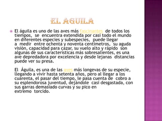    El águila es uno de las aves más fascinantes de todos los
    tiempos, se encuentra extendida por casi todo el mundo
    en diferentes especies y subespecies, puede llegar
    a medir entre ochenta y noventa centímetros, su aguda
    visión, capacidad para cazar, su vuelo alto y rápido son
    algunas de sus características más sobresalientes, es una
    ave depredadora por excelencia y desde lejanas distancias
    puede ver su presa.
    El Águila, es una de las aves más longevas de su especie,
    llegando a vivir hasta setenta años, pero al llegar a los
    cuarenta, el pasar del tiempo, le pasa cuenta de cobro a
    su esplendorosa juventud, dejándole casi desgastada, con
    sus garras demasiado curvas y su pico en
    extremo torcido.
 