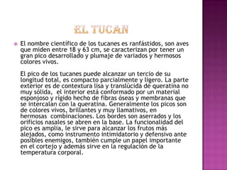    El nombre científico de los tucanes es ranfástidos, son aves
    que miden entre 18 y 63 cm, se caracterizan por tener un
    gran pico desarrollado y plumaje de variados y hermosos
    colores vivos.
    El pico de los tucanes puede alcanzar un tercio de su
    longitud total, es compacto parcialmente y ligero. La parte
    exterior es de contextura lisa y translúcida de queratina no
    muy sólida, el interior está conformado por un material
    esponjoso y rígido hecho de fibras óseas y membranas que
    se intercalan con la queratina. Generalmente los picos son
    de colores vivos, brillantes y muy llamativos, en
    hermosas combinaciones. Los bordes son aserrados y los
    orificios nasales se abren en la base. La funcionalidad del
    pico es amplia, le sirve para alcanzar los frutos más
    alejados, como instrumento intimidatorio y defensivo ante
    posibles enemigos, también cumple un papel importante
    en el cortejo y además sirve en la regulación de la
    temperatura corporal.
 