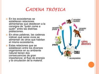 CADENA TRÓFICA 
 En los ecosistemas se 
establecen relaciones 
alimentarias que obedecen a la 
consigna de “quién come a 
quién” entre las distintas 
poblaciones. 
 En otras palabras, las cadenas 
indican qué seres vivos se 
alimentan de otros que habitan 
el mismo ecosistema. 
 Estas relaciones que se 
establecen entre los diversos 
organismos en su ambiente 
natural tienen dos 
consecuencias de gran 
importancia: el flujo de energía 
y la circulación de la materia. 
 