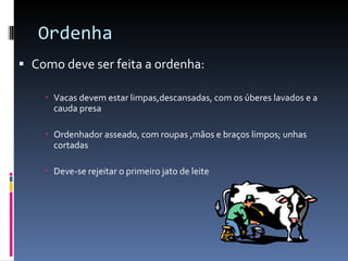 Ordenha Como deve ser feita a ordenha: Vacas devem estar limpas,descansadas, com os úberes lavados e a cauda presa Ordenhador asseado, com roupas ,mãos e braços limpos; unhas cortadas Deve-se rejeitar o primeiro jato de leite 