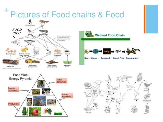 wetlands food chain food webs Biology Diagrams