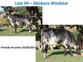 Lote 04 – Abóbora WindstarPrevisão de parto: 02/06/2011