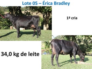 Lote 05 – Érica Bradley1ª cria34,0 kg de leite