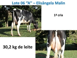 Lote 06 ‘’A’’ – ElisângelaMalin1ª cria30,2 kg de leite