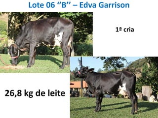 Lote 06 ‘’B’’ – EdvaGarrison1ª cria26,8 kg de leite
