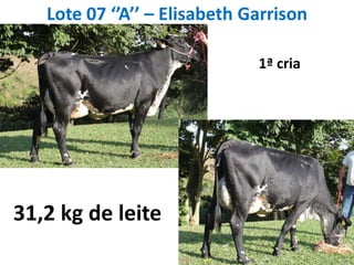 Lote 07 ‘’A’’ – Elisabeth Garrison1ª cria31,2 kg de leite