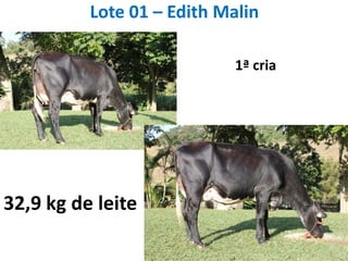 Lote 01 – Edith Malin1ª cria32,9 kg de leite