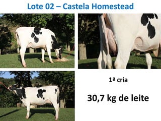 Lote 02 – Castela Homestead1ª cria30,7 kg de leite