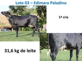 Lote 03 – Edimara Paladino1ª cria31,6 kg de leite