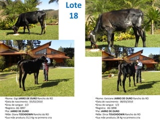Lote 18 Nome: Gigi  JARRO DE OURO  Rancho do RO Data de nascimento:  05/02/2010 Grau de sangue:  1/2 Registro: AG 3897 Pai:  JARRO DE OURO Mãe: Diana  TOCHDOWN  Rancho do RO Sua mãe produziu 31,5 Kg na primeira cria Nome: Geisiane  JARRO DE OURO  Rancho do RO Data de nascimento:  08/03/2010 Grau de sangue:  1/2  Registro:  AG 3898 Pai:  JARRO DE OURO Mãe: Dirce  TOUCHDOWN  Rancho do RO Sua mãe produziu 28 Kg na primeira cria 