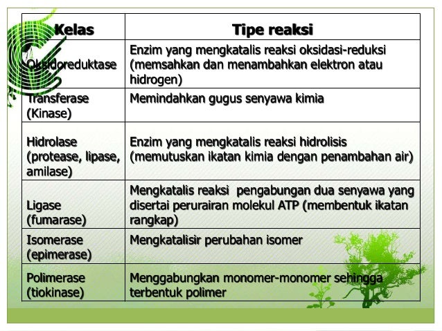 Berikut yang termasuk bakteri nitrit adalah