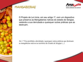 O Projeto de Lei inicia, em seu artigo 1º, com um dispositivo que preserva as Mangabeiras nativas do estado de Sergipe, vedando a sua derrubada e quaisquer outras práticas que as destruam. Art. 1º Fica proibida a derrubada e quaisquer outras práticas que destruam as mangabeiras nativas no território do Estado de Sergipe (...) 