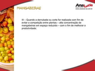 III – Quando a derrubada ou corte for realizada com fim de evitar a competição entre plantas – alta concentração de mangabeiras em espaço reduzido – com o fim de melhorar a produtividade; 