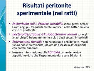 Risultati peritonite
sperimentale (nei ratti)
• Escherichia coli e Proteus mirabilis sono i germi aerobi
Gram neg. più frequentemente implicati nelle batteriemie in
corso di peritonite
• Bacteroides fragilis e Fusobacterium varium sono gli
anaerobi più frequentemente isolati dagli ascessi intestinali
• Enterococco faecalis non ha un ruolo ben definito, ma di
sicuro non è preminente; isolato da ascessi in associazione
con batteri anaerobi
• Nessuna informazione sulla Candida come del resto ci
aspettiamo dato che l’esperimento dura solo 10 giorni
Weinstein 1975
 