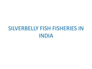 SILVERBELLY FISH FISHERIES IN
INDIA
 