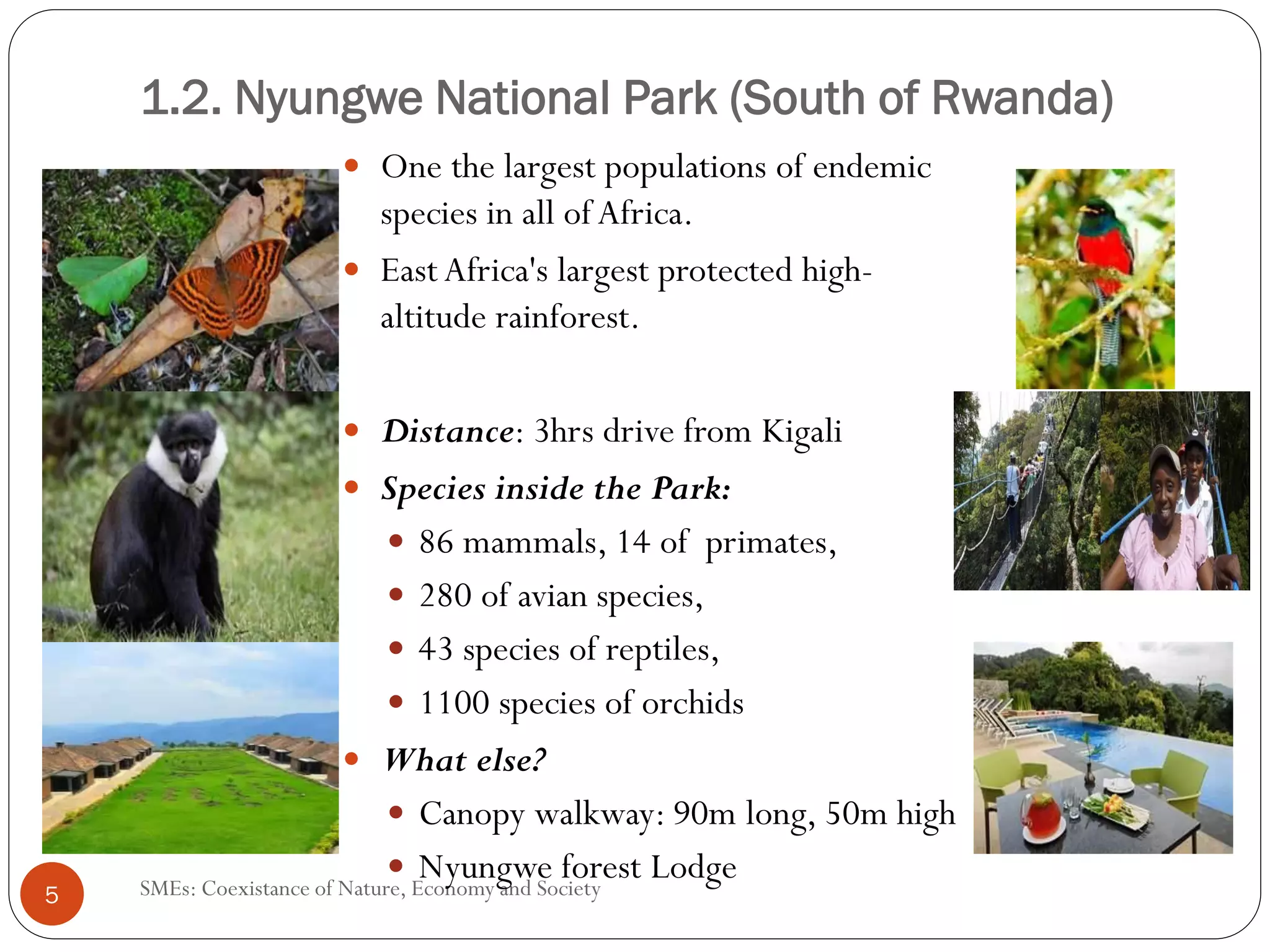 1.2. Nyungwe National Park (South of Rwanda)
                      One the largest populations of endemic
                      species in all of Africa.
                      East Africa's largest protected high-
                      altitude rainforest.

                             Distance: 3hrs drive from Kigali
                             Species inside the Park:
                                  86 mammals, 14 of primates,
                                  280 of avian species,
                                  43 species of reptiles,
                                  1100 species of orchids
                             What else?
                                  Canopy walkway: 90m long, 50m high
                                  Nyungwe forest Lodge
    SMEs: Coexistance of Nature, Economy and Society
5
 