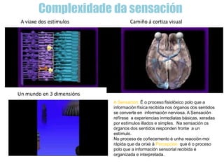 Complexidade da sensación
Camiño á cortiza visualA viaxe dos estímulos
Un mundo en 3 dimensións
A Sensación: É o proceso fisiolóxico polo que a
información física recibida nos órganos dos sentidos
se converte en información nerviosa. A Sensación
refírese a experiencias inmediatas básicas, xeradas
por estímulos illados e simples. Na sensación os
órganos dos sentidos responden fronte a un
estímulo.
No proceso de coñecemento é unha reacción moi
rápida que da orixe á Percepción: que é o proceso
polo que a información sensorial recibida é
organizada e interpretada.
 