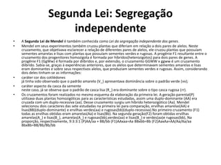 Segunda Lei: Segregação independenteA Segunda Lei de Mendel é também conhecida como Lei da segregação independente dos genes.Mendel em seus experimentos também cruzou plantas que diferiam em relação a dois pares de alelos. Neste cruzamento, que objetivava esclarecer a relação de diferentes pares de alelos, ele cruzou plantas que possuíam sementes amarelas e lisas com plantas que possuíam sementes verdes e rugosas. A progênie F1 resultante entre o cruzamento dos progenitores homozigota é formada por híbridos(heterozigotos) para dois pares de genes. A progênie F1 (GgWw) é formada por diíbridos e, por extensão, o cruzamento GGWW x ggww é um cruzamento diíbrido. Sabia-se, graças à experiências anteriores, que os alelos que determinavam sementes amarelas e lisas eram dominantes e sobre seus respectivos alelos, que produziam sementes verdes e rugosas. Assim, considerando dois deles tinham-se as informações:caráter cor dos cotilédonesjá tinha sido observado que o padrão amarelo (V_) apresentava dominância sobre o padrão verde (vv);caráter aspecto da casca da sementeneste caso, já se observa que o padrão de casca lisa (R_) era dominante sobre o tipo casca rugosa (rr).Os cruzamentos foram realizados no mesmo esquema da elaboração da primeira lei. A geração parental(P) utilizava duas plantas homozigóticas para as características estudadas, assim uma duplo-dominante (AA) era cruzada com um duplo-recessiva (aa). Desse cruzamento surgiu um híbrido heterozigótico (Aa). Mendel selecionou dois caracteres das sete estudadas na primeira lei para comparação, ervilhas amarelas(AA) e lisas(BB)(duplo-dominante) e ervilhas verdes(aa) e rugosas(bb)(duplo-recessiva).No primeiro cruzamento (F1) todas as ervilhas obtidas eram amarelas(Aa) e lisas(Bb). Na segunda geração(F2) foram obtidas ervilhas amarelas(A_) e lisas(B_), amarelas(A_) e rugosas(bb),verdes(aa) e lisas(B_) e verdes(aa)e rugosas(bb), Na proporção, respectivamente, 9:3:3:1 (P)AA/aa + BB/bb (F1)AAxaa=AaBBxbb=Bb (F2)AaxAa=AA/Aa/Aa/aaBbxBb=BB/Bb/Bb/bb