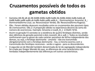 Cruzamentos possíveis de todos os gametas obtidosGametas AB AbaBabAB AABB AABbAaBBAaBb Ab AABbAAbbAaBbAabbaBAaBBAaBbaaBBaaBb ab AaBbAabbaaBbaabb A_: Dominante(cor Amarela). B_: Dominante(forma Lisa). aa: Recessivo(cor Verde). bb: Recessivo(forma Rugosa).Obs.: Foram obtidos dezesseis resultados entre os cruzamentos dos possíveis tipos de cromossomos. Obs.2: A proporção obtida na experiencia decorre da soma do número de ocorrencias. Exemplo: Amarela e Lisa(A_B_)- 1/16x9= 9/16.Assim na geração F2 constata-se a existência de quatro fenótipos distintos, sendo dois idênticos da geração parental e dois novos(A_bb e aaB_). Todos os resultados confirmaram que os genes de cada carácter passavam de forma independente dos demais, ou seja, o fenótipo dominante - amarelo - não era transmitido obrigatoriamente com o fenótipo dominante - liso, o mesmo ocorreu com a transmissão dos fenótipos recessivos - verde e rugoso - para os descendentes.A segunda Lei de Mendel também denominada de lei da segregação independente foi criada por Gregor Mendel diz que, as diferenças de uma característica são herdadas independentemente das diferenças em outras características.