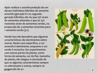 Após realizar a autofecundação de um 
desses indivíduos híbridos de semente 
amarela (geração F2 ou segunda 
geração híbrida), ele viu que 75% eram 
de sementes amarelas e que os 25% 
restantes eram de sementes verdes, na 
proporção de 3 sementes amarelas para 
1 semente verde (3:1). 
Vendo isso ele descobriu que algumas 
características são dominantes sobre 
outras. Neste caso específico, a cor 
amarela é dominante, enquanto a cor 
verde é recessiva. Em experimentos 
com outras partes da planta, como 
forma da semente, cor da flor, tamanho 
da planta, ele chegou à conclusão de 
que as algumas características sempre 
se sobressaem a outras, sempre na 
proporção de 3:1. 
10/27/2014 4 
 