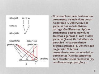 • No exemplo ao lado ilustramos o 
cruzamento de indivíduos puros 
na geração P. Observe que os 
gametas que cada indivíduo 
carrega são diferentes. Após o 
cruzamento desses indivíduos 
teremos a geração F1 com os dois 
gametas (A e a). Os indivíduos da 
geração F1 cruzaram dando 
origem à geração F2. Observe que 
na geração F2 temos 
descendentes com características 
dominantes (A) e descendentes 
com características recessivas (a), 
resultando na proporção 3:1. 
6 
 