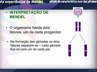 • INTERPRETAÇÃO DE 
MENDEL 
• O organismo herda dois 
fatores, um de cada progenitor. 
• Na formação dos gâmetas os dois 
fatores separam-se – cada gâmeta 
fica só com um de cada par. 
 