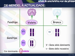 Fenótipo Violeta Branco 
Genótipo 
VV vv 
Vv 
V – Gene alelo dominante 
v – Gene alelo recessivo 
Cor dominante – v ioleta 
 
