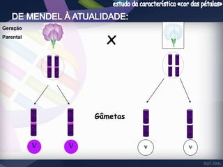 x 
Gâmetas 
V V v v 
Geração 
Parental 
 