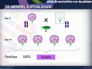 x Ger. P 
Ger. F1 
Fenótipo 100% Violeta 
 