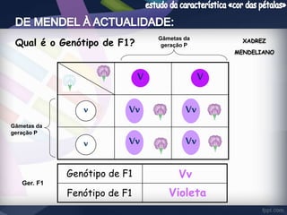 V V 
Qual é o Genótipo de F1? 
v 
Vv 
v Vv 
Vv 
Vv 
XADREZ 
MENDELIANO 
Vv 
Violeta 
Genótipo de F1 
Fenótipo de F1 
Gâmetas da 
geração P 
Ger. F1 
Gâmetas da 
geração P 
 