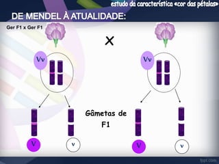 x 
Ger F1 x Ger F1 
Vv Vv 
Gâmetas de 
F1 
V v V v 
 