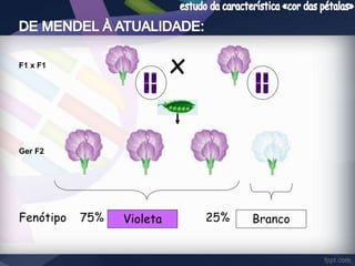 F1 x F1 x 
75% Violeta Branco 
Ger F2 
Fenótipo 25% 
 