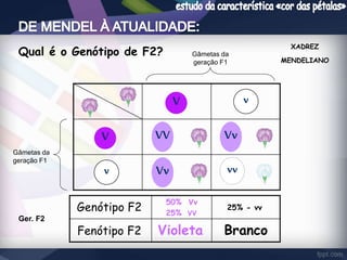 V 
V 
v 
VV Vv 
v Vv 
vv 
50% Vv 
25% VV 
Genótipo F2 
25% - vv 
Fenótipo F2 Violeta Branco 
Ger. F2 
XADREZ 
MENDELIANO 
Qual é o Genótipo de F2? 
Gâmetas da 
geração F1 
Gâmetas da 
geração F1 
 